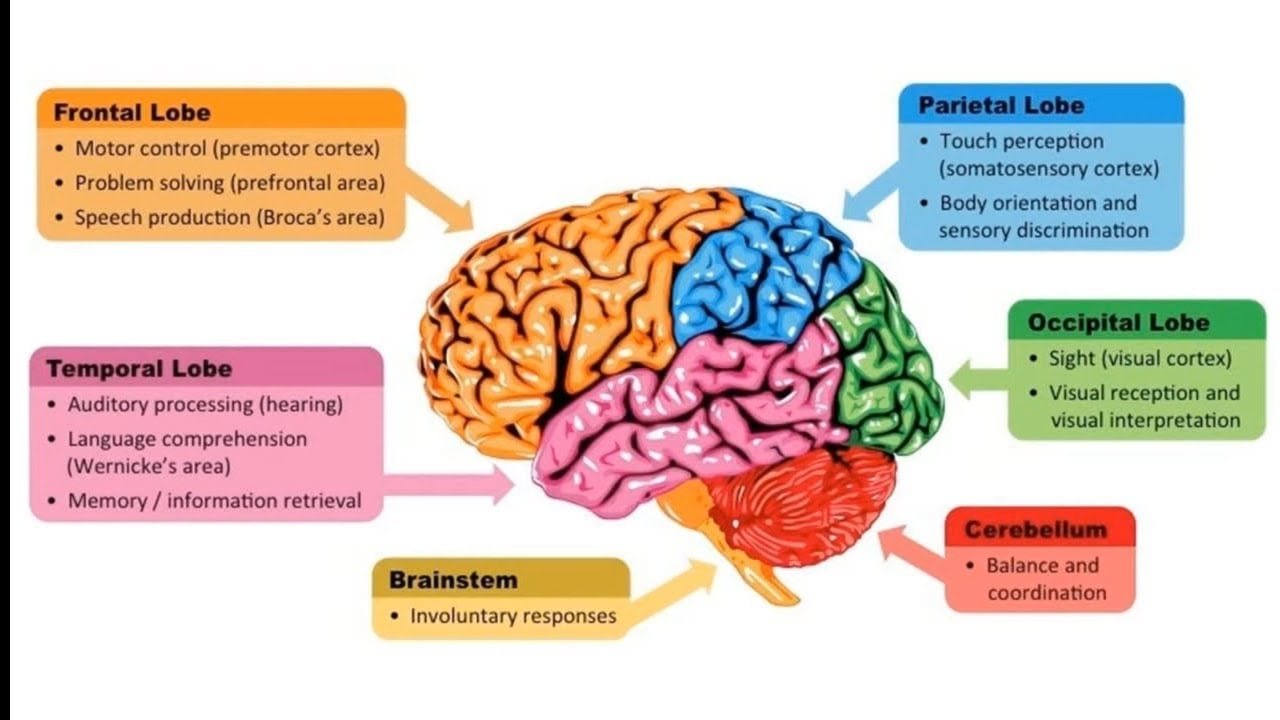 10 Myths About Is the Brain a Muscle